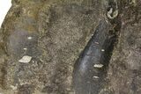Fossil Hadrosaur (Maiasaura?) Fused Sacral Vertebrae - Montana #173490-11